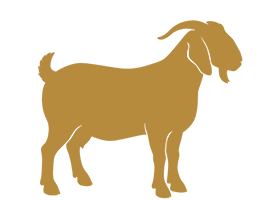 Premium Bakra 15-18 Lg