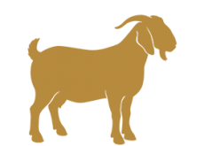 Premium Bakra 15-18 Lg