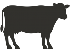 Elite Plus Full Cow 140-150 Kg