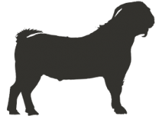 Elite Plus Bakra 20-22 Kg
